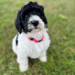 Pink Collar Girl - Black and white Bernedoodle puppy in Phoenix, Arizona from Sunshine Pups