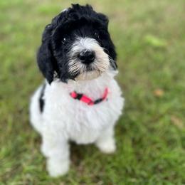 Pink Collar Girl - Black and white Bernedoodle puppy in Phoenix, Arizona from Sunshine Pups