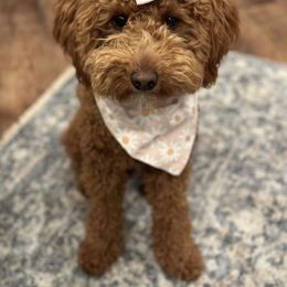 Goldendoodle Puppies from Proctor’s Petite Goldendoodles