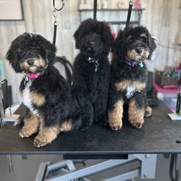 Assorted Doodle Crosses and Aussiedoodle Puppies from Parrish Precious Ones Missouri