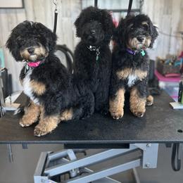 Assorted Doodle Crosses and Aussiedoodle Puppies from Parrish Precious Ones Missouri