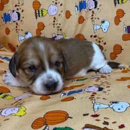 Sutton - Red female Dachshund puppy in Waseca, Minnesota from Dragonfly Doxies