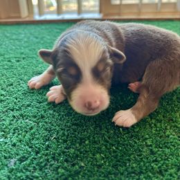 Call Me The Breeze - Red tri-color female Australian Shepherd puppy in Alamogordo, New Mexico from Two Nichols Aussies
