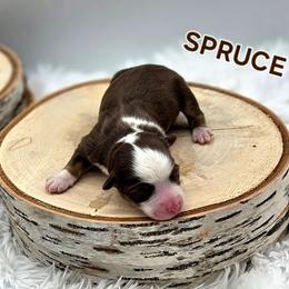 SPRUCE - Red tri male Toy Australian Shepherd puppy in Viking, Minnesota from Son Shine Farm