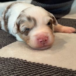 Boy 3 - Red merle Miniature Australian Shepherd puppy in Watson, Louisiana from Duncan’s Miniature Australian Shepherds