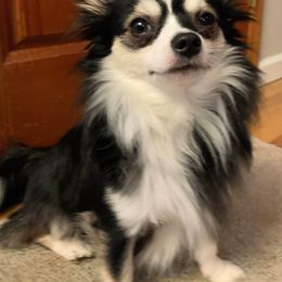 Chihuahua All Grown Up from D's Darling AKC Long Hair Chihuahuas