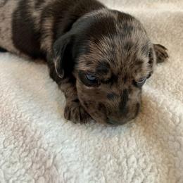 Boy 3 - Dapple male Dachshund puppy in Pryor, Oklahoma from MJ Lil’ Cherokee Paws