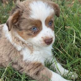 Boy 2 - Red merle male Miniature Australian Shepherd puppy in Amarillo, Texas from Duclops Ranch Aussies