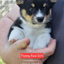 Poppy - Black and tan female American Corgi puppy in Boise, Idaho from Porter Creek Corgis