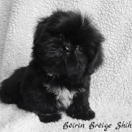 Shih Tzu Puppies from Beirin Breige Shih Tzus