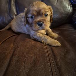 Cavalier King Charles Spaniel Puppies from Joanne Fish