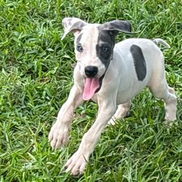 Rip - Mantle male Great Dane puppy in Florida from Beachside Kennels