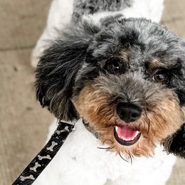 Pharoah - Aussiedoodle