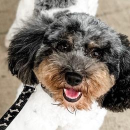 Pharoah - Aussiedoodle