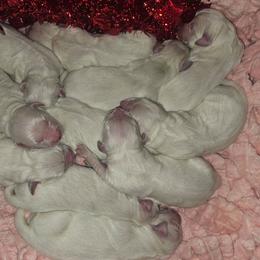 Sunday boy 1 - Light golden male Golden Retriever puppy in Niles, Michigan from Family Raised Goldens