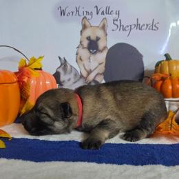 Red Collar - Sable female German Shepherd puppy in Cadet, Missouri from Working Valley Shepherds