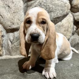 Charlie - Lemon and white male Basset Hound puppy in Manorville, New York from Lil Family Farm