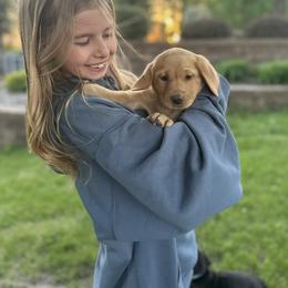 Labrador Retriever Puppies from Ozatonka British Labs