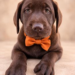 Gunner - Chocolate male Labrador Retriever puppy in Chicago, Illinois from Urbane Retrievers