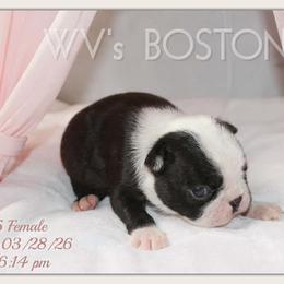 Girl 4 - Black and white female Boston Terrier puppy in North Central, Vermont from Windy Valley’s Bostons