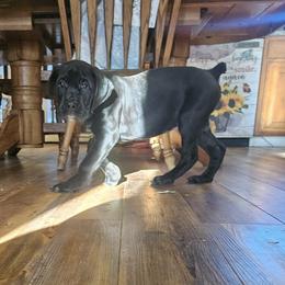 Zeus - Black male Cane Corso puppy in Lititz, Pennsylvania from Lititz Cane Corsos