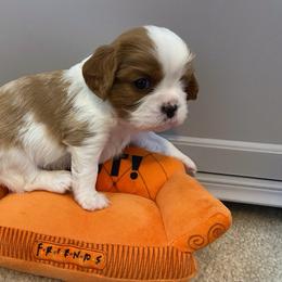 Cavalier King Charles Spaniel Puppies from Cavalier Castle
