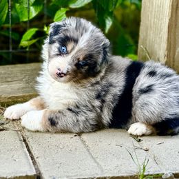 Bug - Blue merle male Australian Shepherd puppy in Putnam County, New York from Highland Haven Australian Shepherds