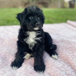 Aussiedoodle, Bernedoodle, and Poodle Puppies from Brandi Sillavan