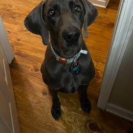 Navy - Weimaraner
