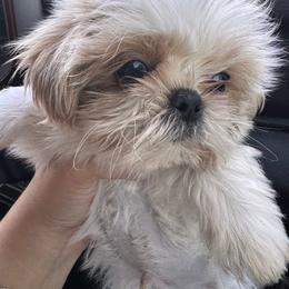 Puppy - Cream and white male Shih Tzu puppy in Azusa, California from RJ Shih Tzu lover