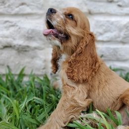 Cocker Spaniels from Fonzsteel American Cocker Spaniels