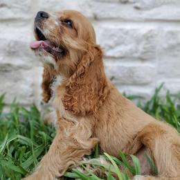 Cocker Spaniels from Fonzsteel American Cocker Spaniels