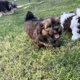 Choco Black and Tan Sable - Chocolate sable female Havanese puppy in Monahans, Texas from Homeward Havanese, LLC
