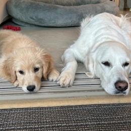 Golden Retriever All Grown Up from Red Sky Ranch