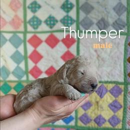 Thumper - Cream male Goldendoodle puppy in Ringgold, Georgia from Re Family Doodles