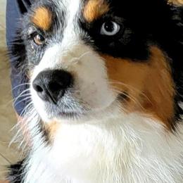 Lady - Australian Shepherd