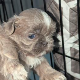 Joy - Silver and white female Shih Tzu puppy in Azusa, California from RJ Shih Tzu lover