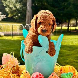 Green boy - Red  male Goldendoodle puppy in Kitsap County, Washington from Amazing Grace Doodles