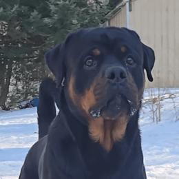 Everett - Rottweiler