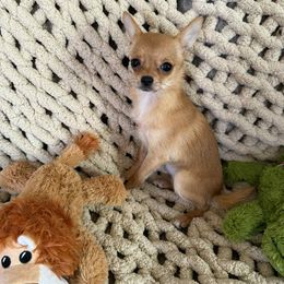 Sissy - Fawn female Companion Cross puppy in Cass City, Michigan from Lil'Fevre Chihuahuas and PomFevre Pomeranians