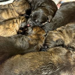 Female 3 - Black and red female German Shepherd puppy in Litchfield, Ohio from Eden Shepherds