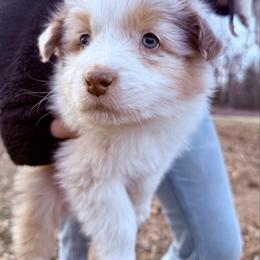 Gram - Red merle male Australian Shepherd puppy in Warsaw, Missouri from Siercks Ranch Aussies