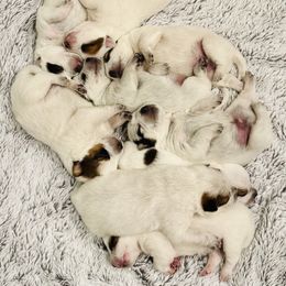 Australian Cattle Dog Puppies from Miller Australian Cattle Dogs