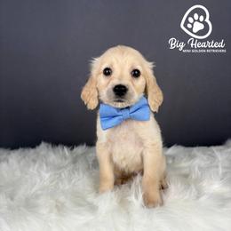 Max - Cream male Goldendoodle puppy in Utah County, Utah from Big Hearted Breeders