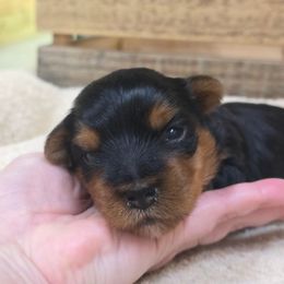 Benji - Black and gold male Yorkshire Terrier puppy in Mountain Grove, Missouri from Precious Puppies