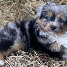 Australian Shepherds from DC Aussies