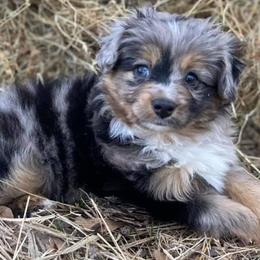 Australian Shepherds from DC Aussies