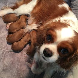 Cavalier King Charles Spaniels and Companion Crosses from Toy Cavaliers