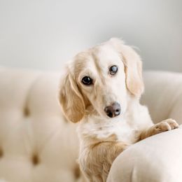 Dachshund Puppies from English Cream Dachshunds