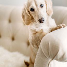 Dachshund Puppies from English Cream Dachshunds